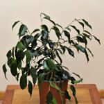 ficus-benjamina