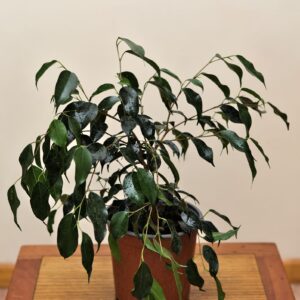 ficus-benjamina