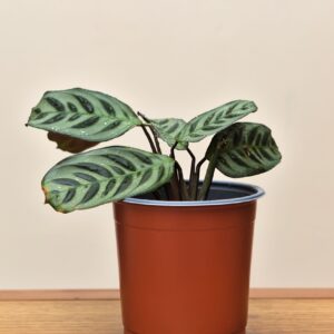 maranta-amabilis-m