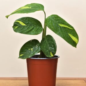 maranta-arundinacea-m