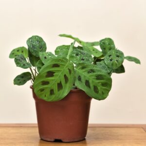 maranta-sapito-m