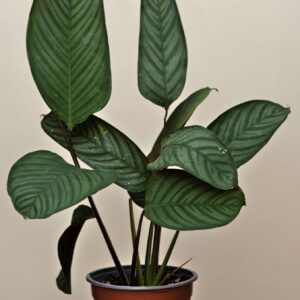 maranta-setosa-L