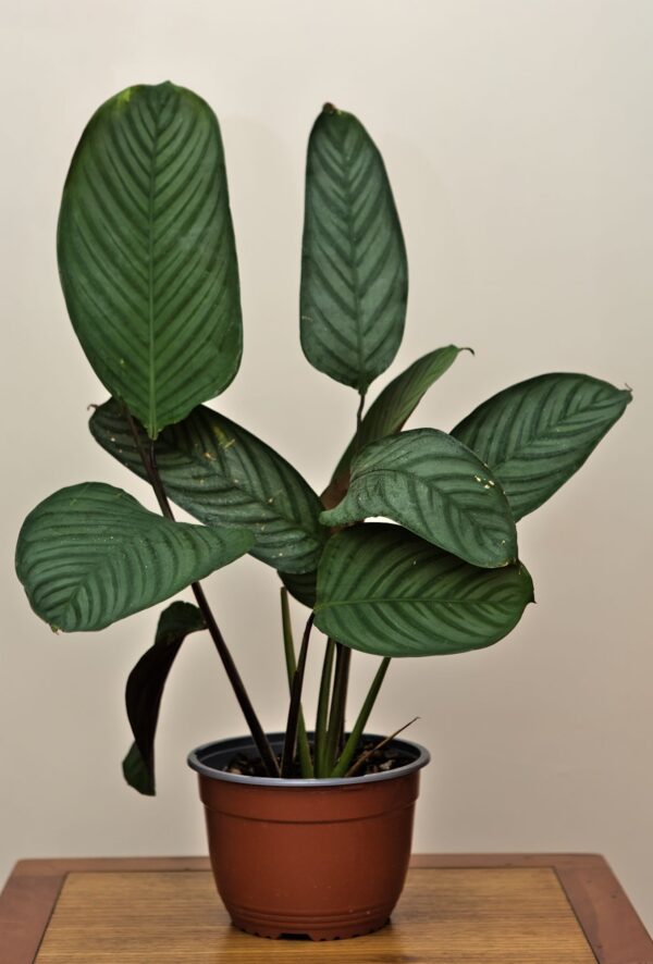 maranta-setosa-L