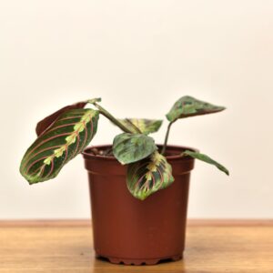 maranta-tricolor