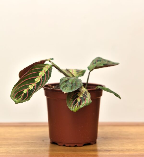 maranta-tricolor