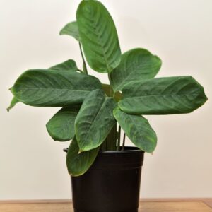 maranta-verde