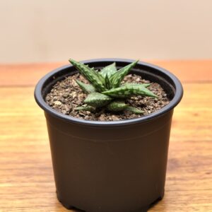 aloe jucunda