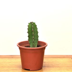 cactus mexicano chico