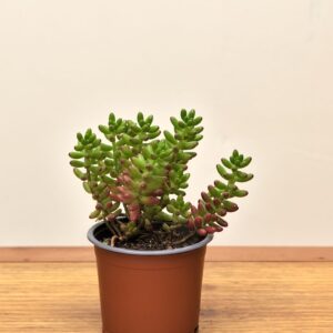suculenta dedos de dios