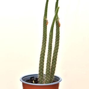 cactus cola de rata