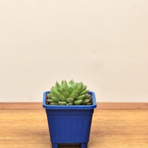 Echeveria Colorata