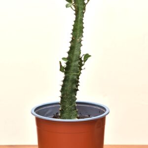 euphorbia trigona chica
