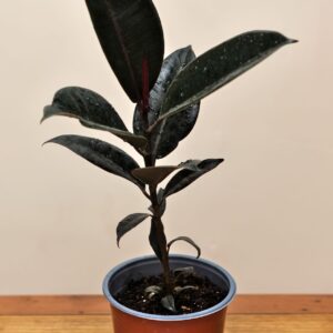 ficus-elastica