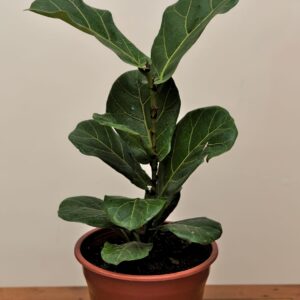 ficus-lyrata-bambino