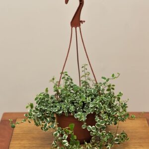 ficus-repens-variegado