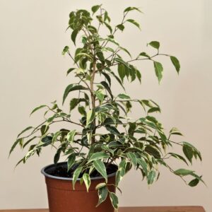 ficus-variegado
