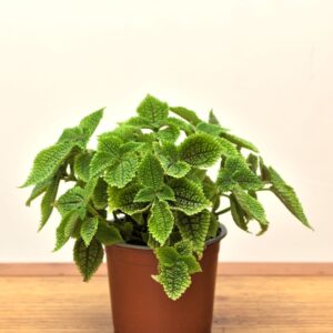 pilea mollis