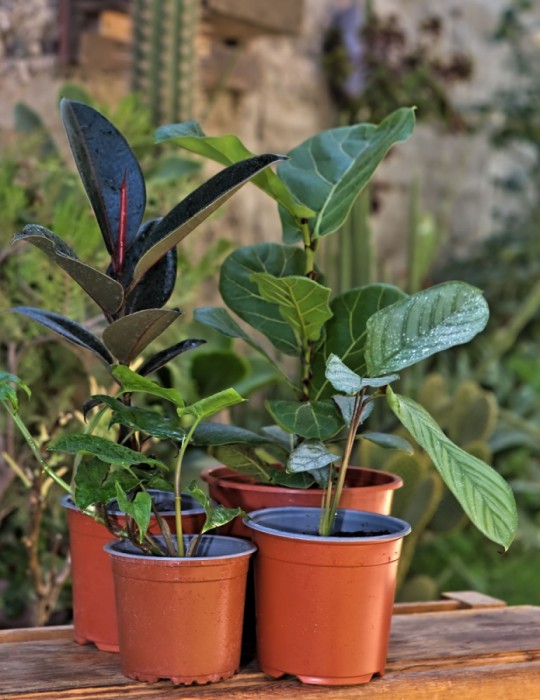 arrwglo-plantas-jardin