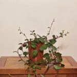 planta dolar chaucha