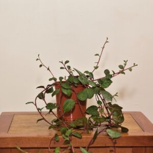 planta dolar chaucha