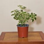 planta dolar incienso