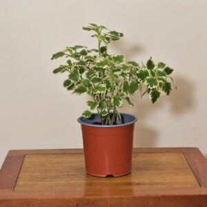 planta dolar incienso