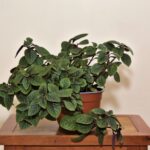 planta dolar negro