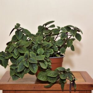 planta dolar negro